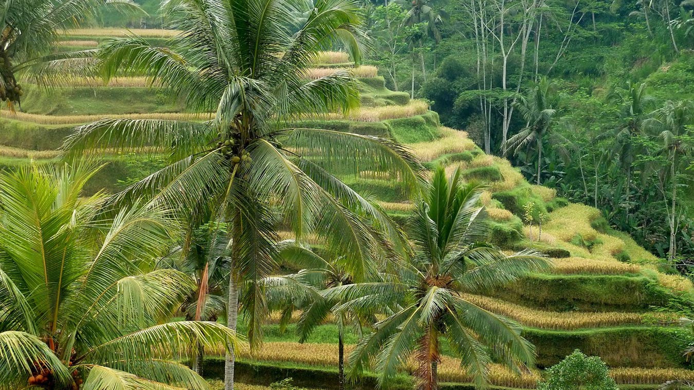 nos retraites, united colors of Bali Yoga, retirement